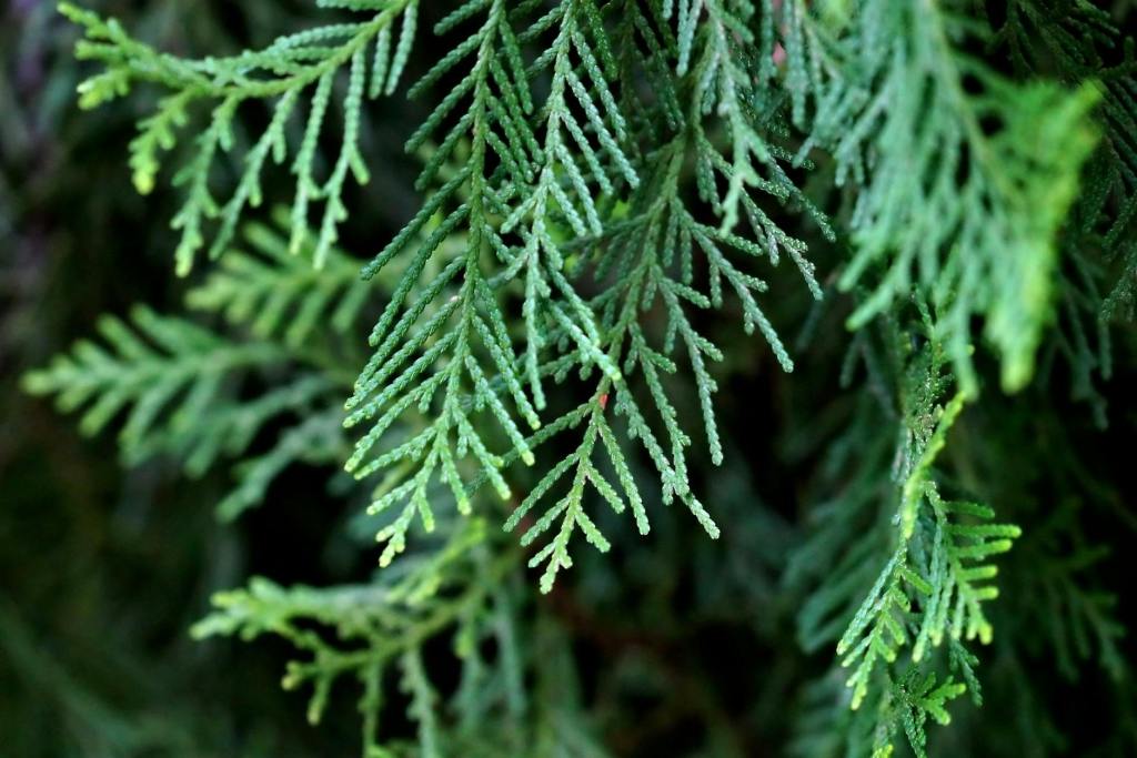 The Real Christmas Tree