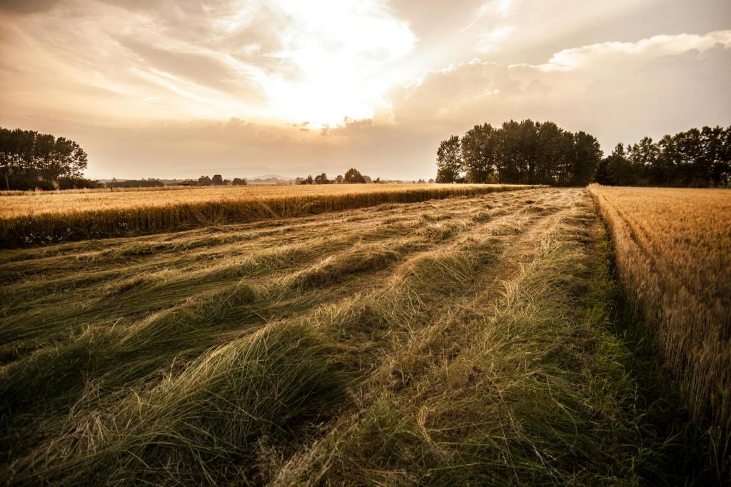 Rest and Freedom by His Regulation: Shmita, Jubilee, Israel, and Human&nbsp;Value