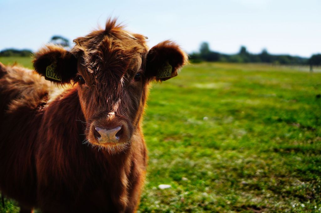 The Red Heifer, the Rock, the Bronze Serpent, Jephthah, the Star, and Messiah